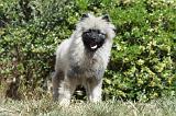 SPITZ LOUP 021